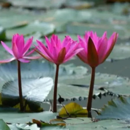 Azúr Apartamento Hévíz