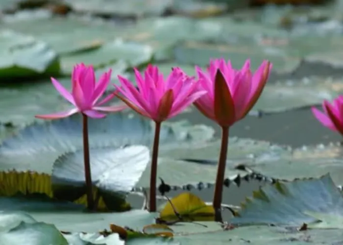 Azur Διαμέρισμα Hévíz